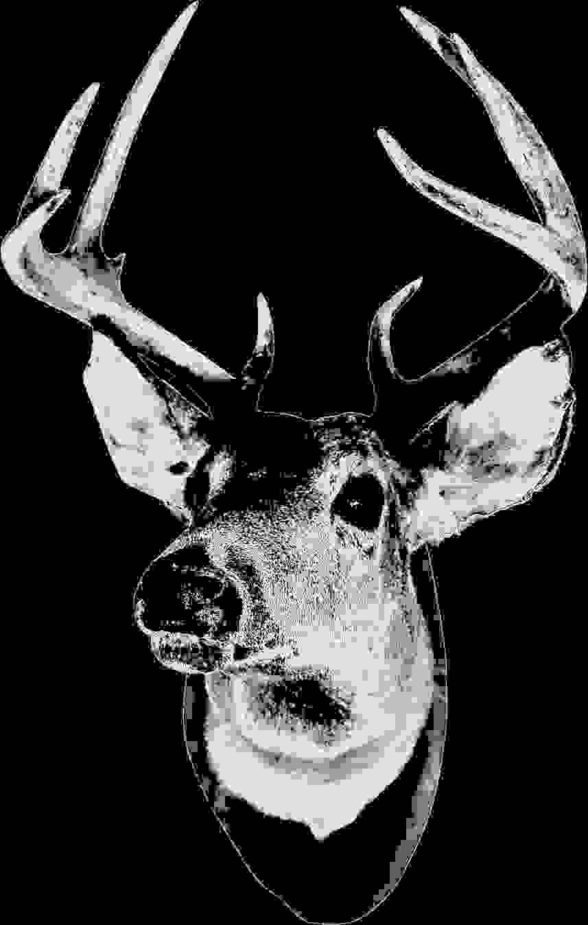 > You see a cervid.