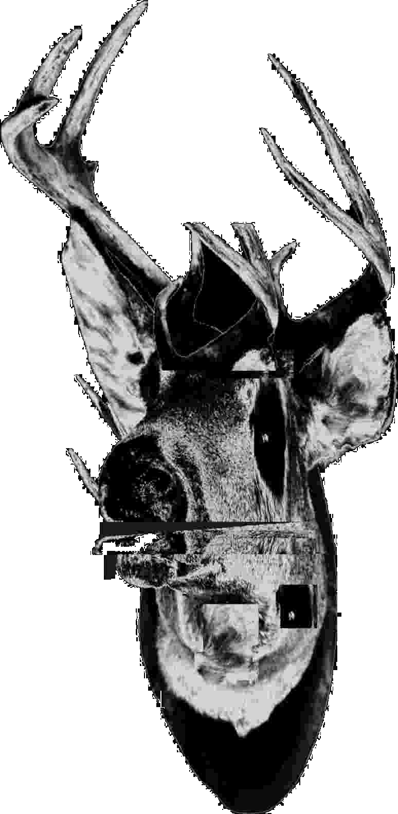 > A cervid sees you.